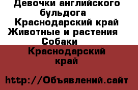 Девочки английского бульдога - Краснодарский край Животные и растения » Собаки   . Краснодарский край